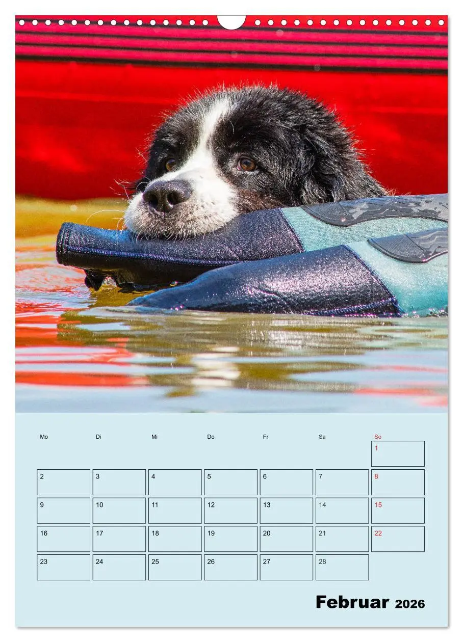Bild: 9783516388190 | Familienplaner Landseer - Freund und Retter (Wandkalender 2026 DIN...