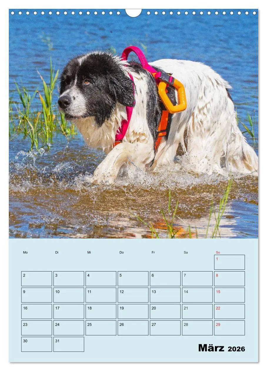 Bild: 9783516388190 | Familienplaner Landseer - Freund und Retter (Wandkalender 2026 DIN...