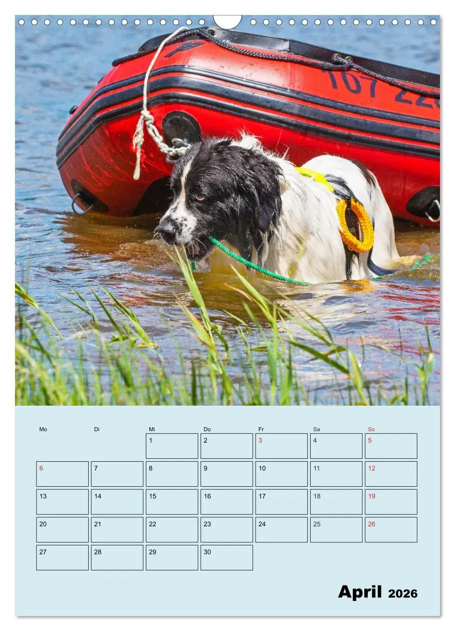Bild: 9783516388190 | Familienplaner Landseer - Freund und Retter (Wandkalender 2026 DIN...