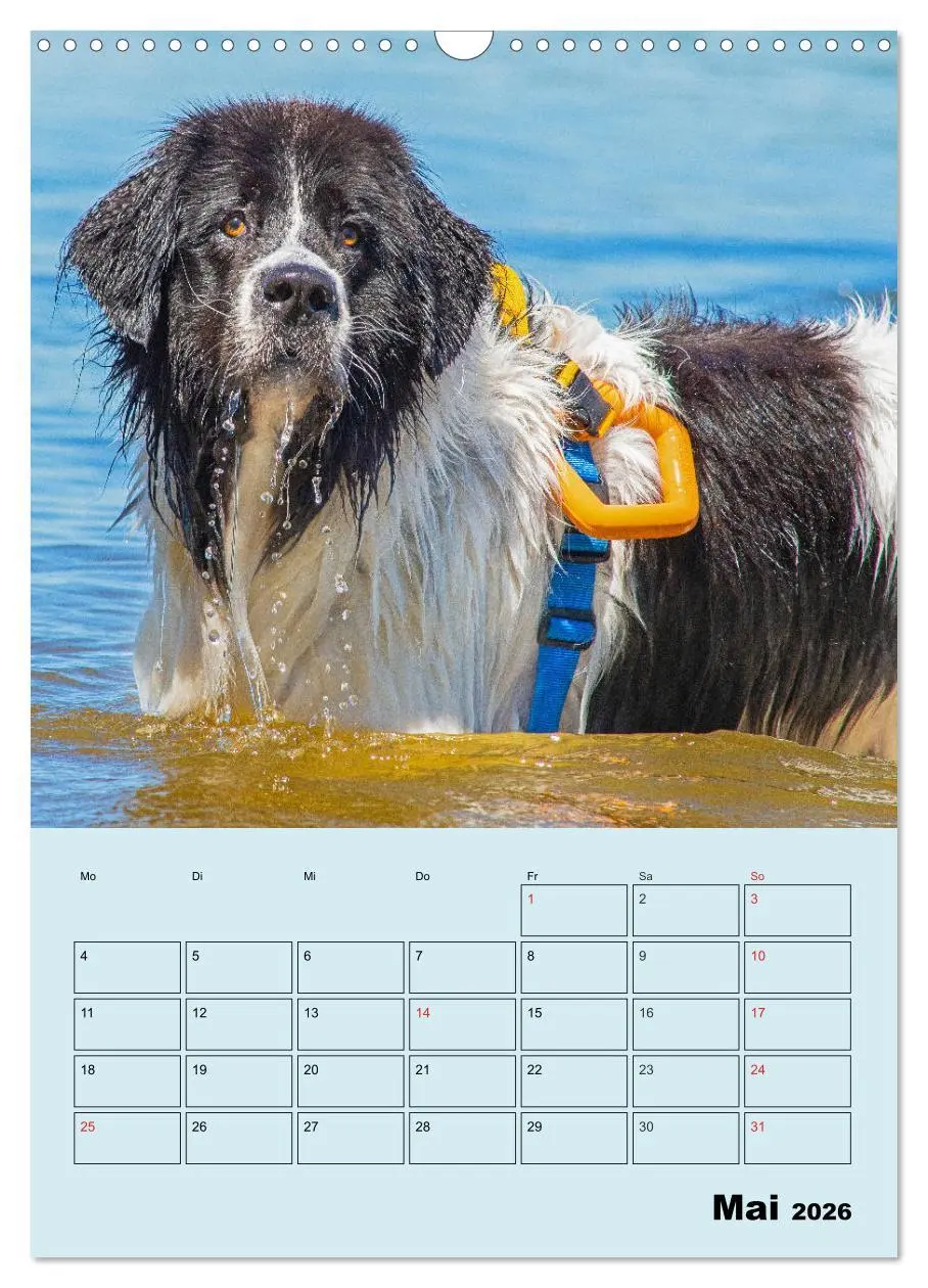 Bild: 9783516388190 | Familienplaner Landseer - Freund und Retter (Wandkalender 2026 DIN...