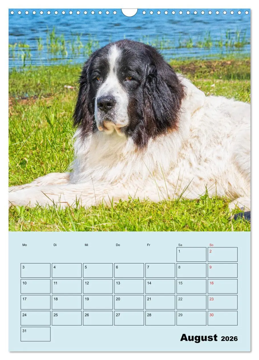 Bild: 9783516388190 | Familienplaner Landseer - Freund und Retter (Wandkalender 2026 DIN...