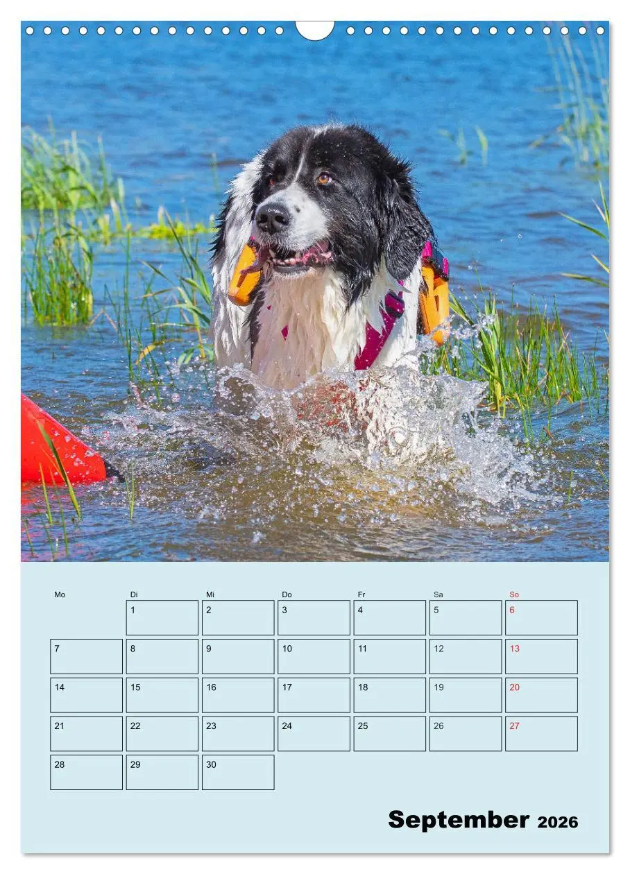 Bild: 9783516388190 | Familienplaner Landseer - Freund und Retter (Wandkalender 2026 DIN...