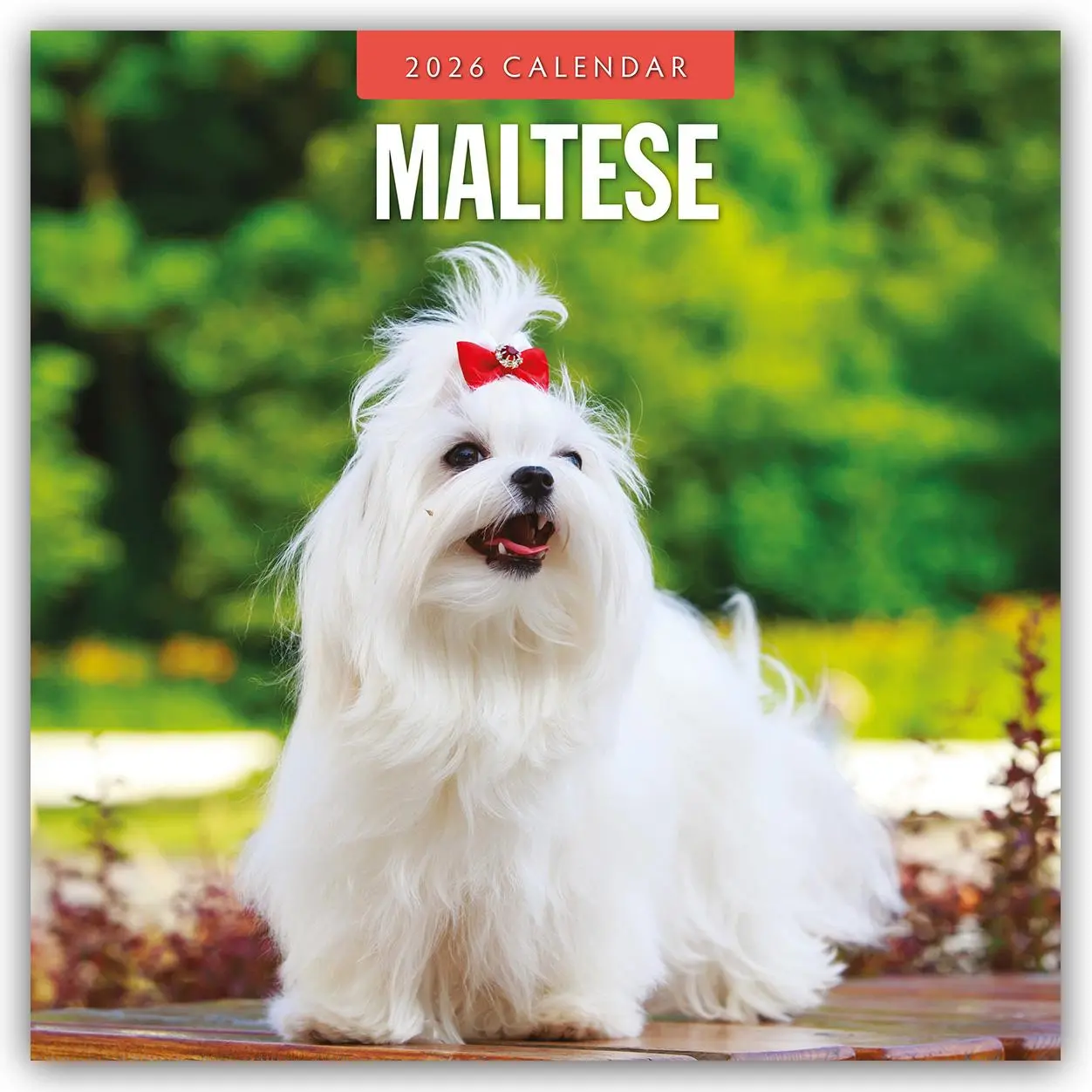 Cover: 9781804428290 | Maltese - Malteser 2026 - 16-Monatskalender | Robin Red | Kalender