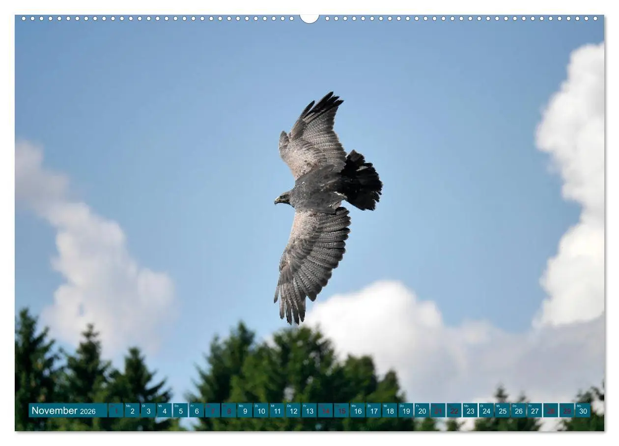 Bild: 9783457738290 | Weltvogelpark Walsrode - Die Vielfalt der Vogelarten (hochwertiger...