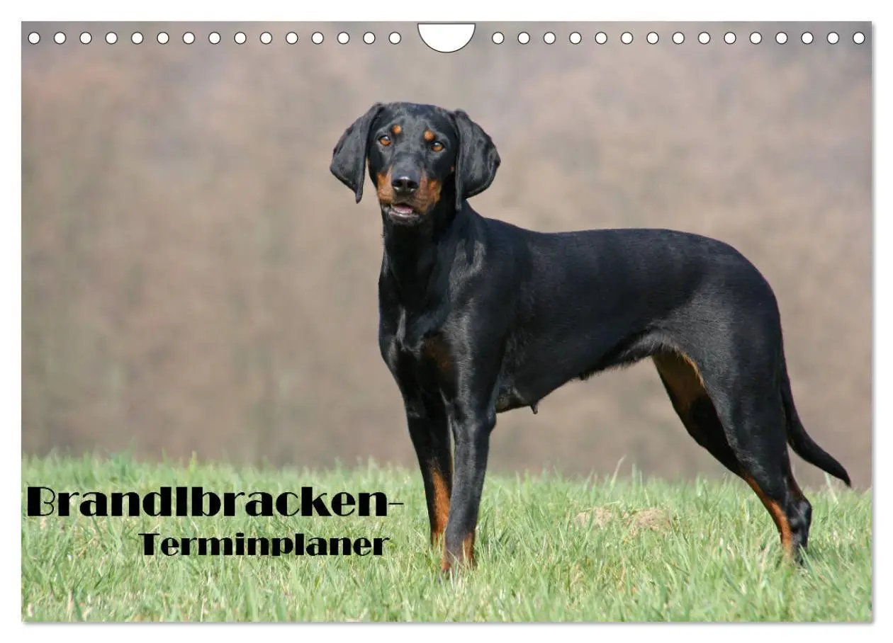 Cover: 9783457808290 | Der Brandlbracken-Terminplaner (Wandkalender 2026 DIN A4 quer),...