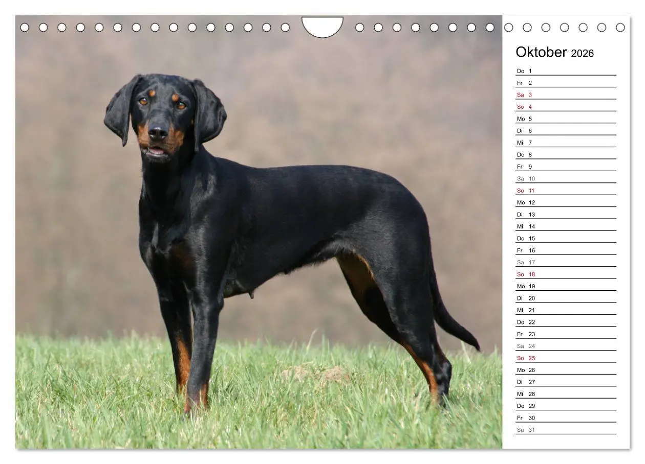 Bild: 9783457808290 | Der Brandlbracken-Terminplaner (Wandkalender 2026 DIN A4 quer),...