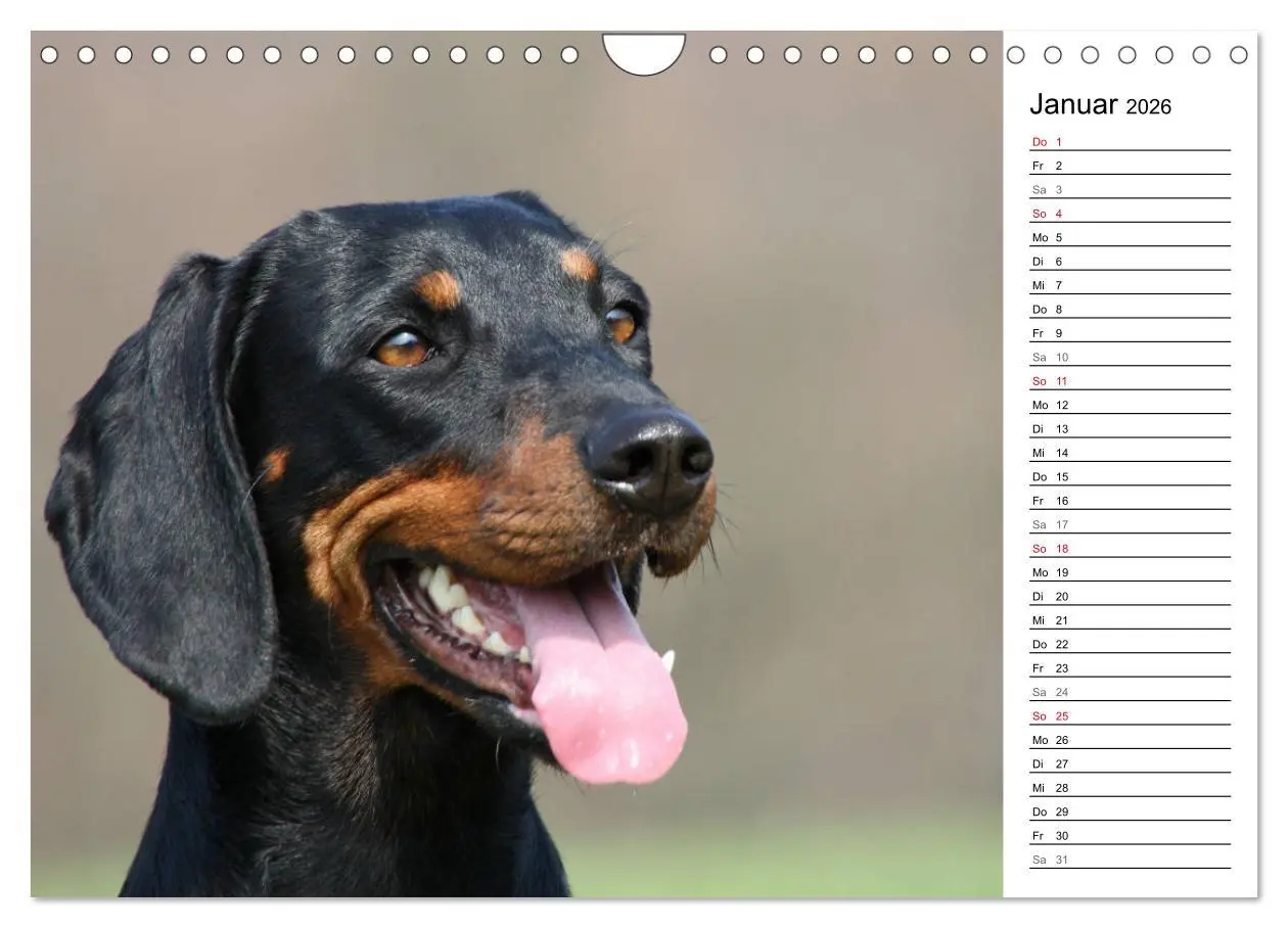 Bild: 9783457808290 | Der Brandlbracken-Terminplaner (Wandkalender 2026 DIN A4 quer),...