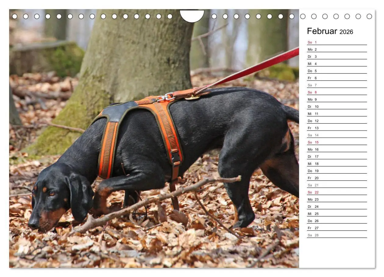 Bild: 9783457808290 | Der Brandlbracken-Terminplaner (Wandkalender 2026 DIN A4 quer),...