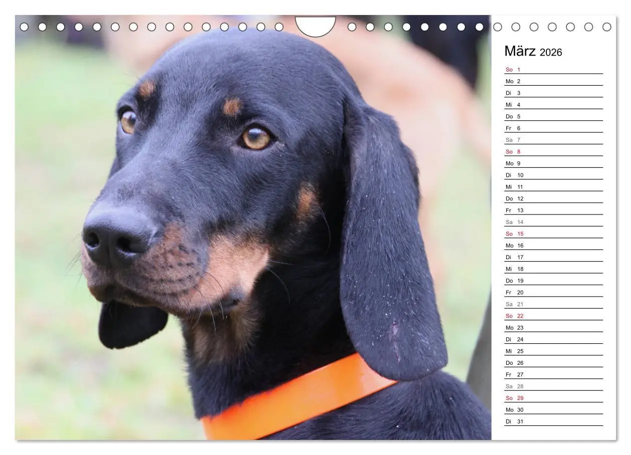Bild: 9783457808290 | Der Brandlbracken-Terminplaner (Wandkalender 2026 DIN A4 quer),...