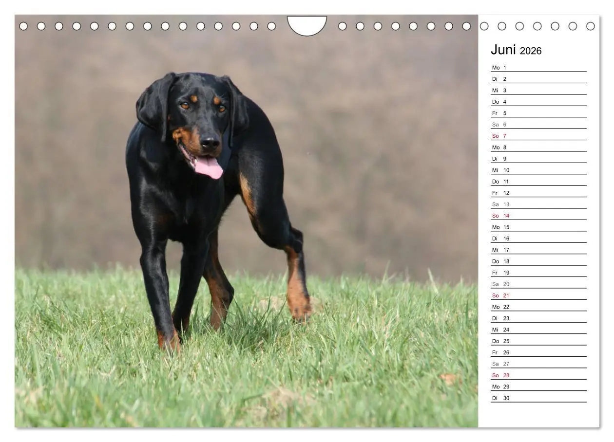 Bild: 9783457808290 | Der Brandlbracken-Terminplaner (Wandkalender 2026 DIN A4 quer),...