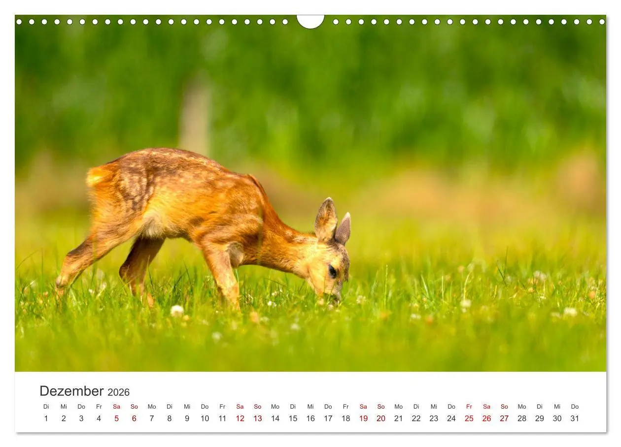 Bild: 9783457558690 | Rehkitz - Flinke kleine Bambis. (Wandkalender 2026 DIN A3 quer),...