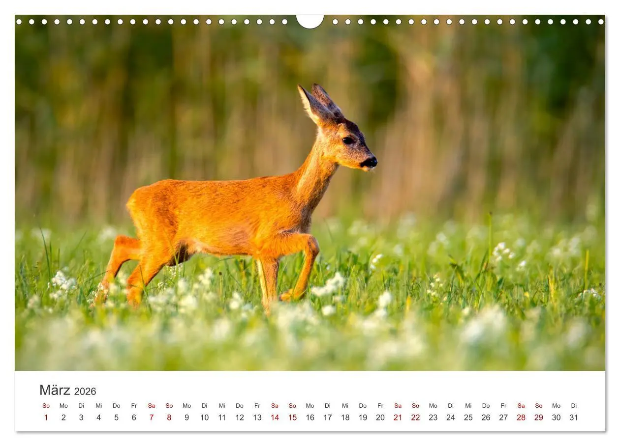 Bild: 9783457558690 | Rehkitz - Flinke kleine Bambis. (Wandkalender 2026 DIN A3 quer),...
