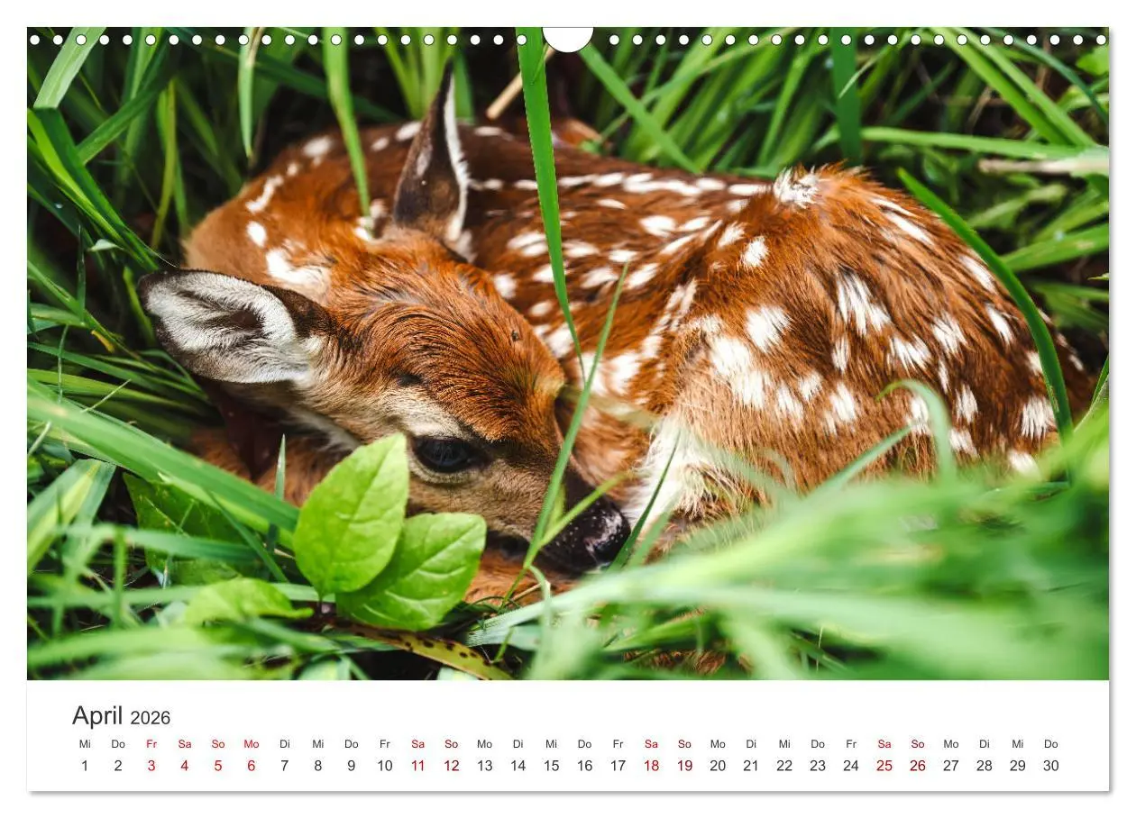 Bild: 9783457558690 | Rehkitz - Flinke kleine Bambis. (Wandkalender 2026 DIN A3 quer),...