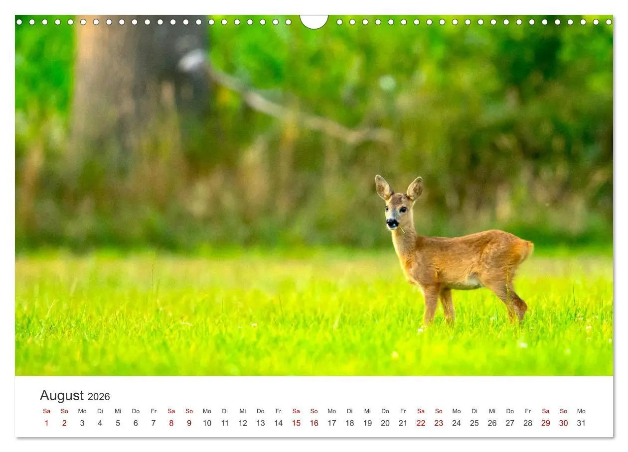 Bild: 9783457558690 | Rehkitz - Flinke kleine Bambis. (Wandkalender 2026 DIN A3 quer),...
