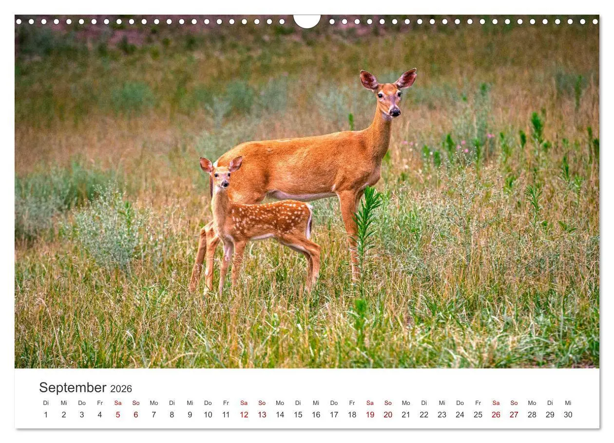 Bild: 9783457558690 | Rehkitz - Flinke kleine Bambis. (Wandkalender 2026 DIN A3 quer),...