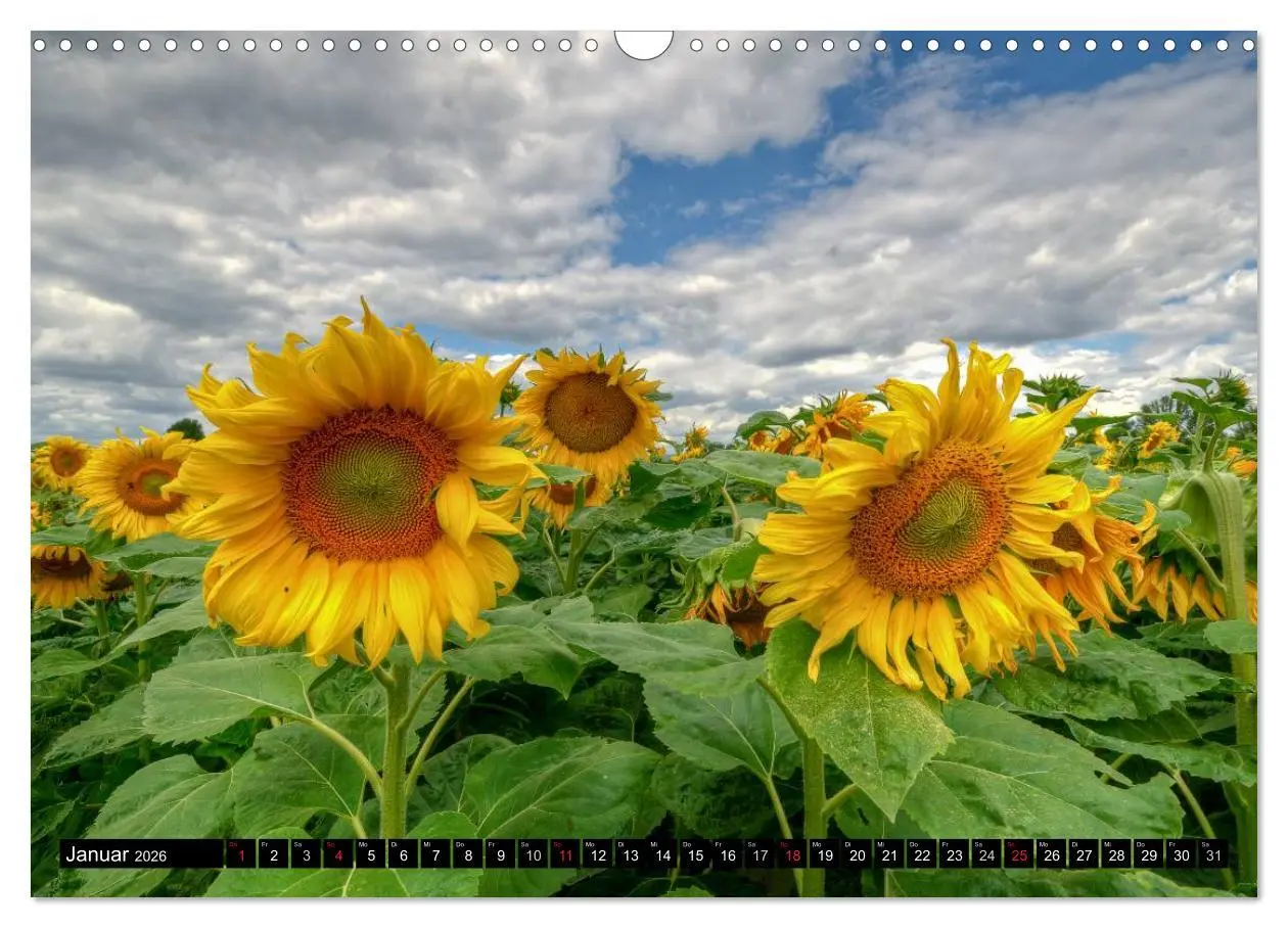 Bild: 9783516129090 | Zeit für Sonnenblumen (Wandkalender 2026 DIN A3 quer), CALVENDO...