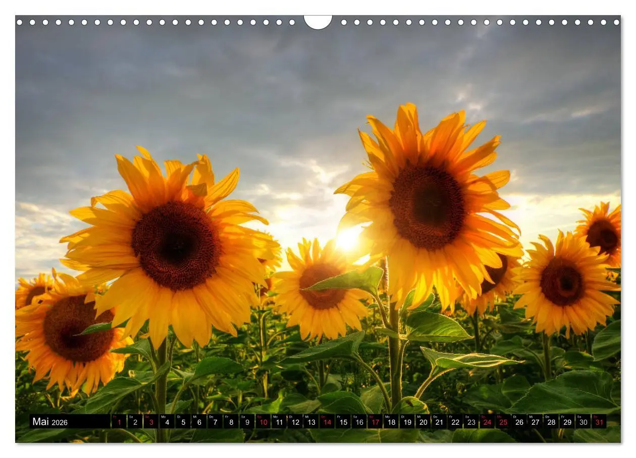 Bild: 9783516129090 | Zeit für Sonnenblumen (Wandkalender 2026 DIN A3 quer), CALVENDO...