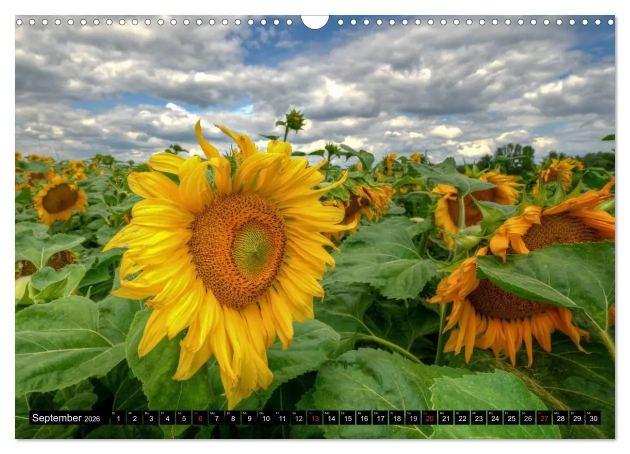 Bild: 9783516129090 | Zeit für Sonnenblumen (Wandkalender 2026 DIN A3 quer), CALVENDO...