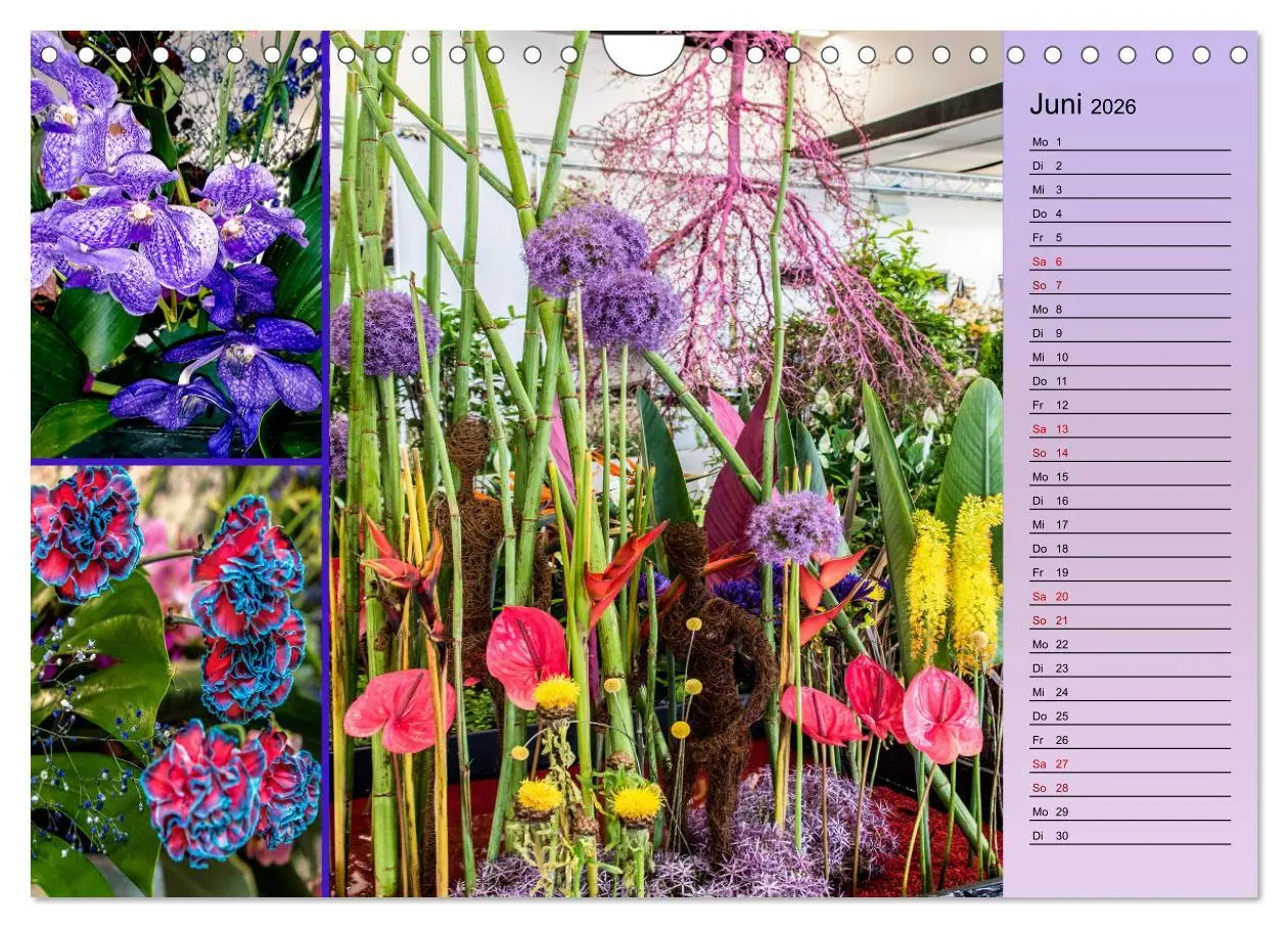 Bild: 9783457579190 | Gartenschau in Erfurt (Wandkalender 2026 DIN A4 quer), CALVENDO...