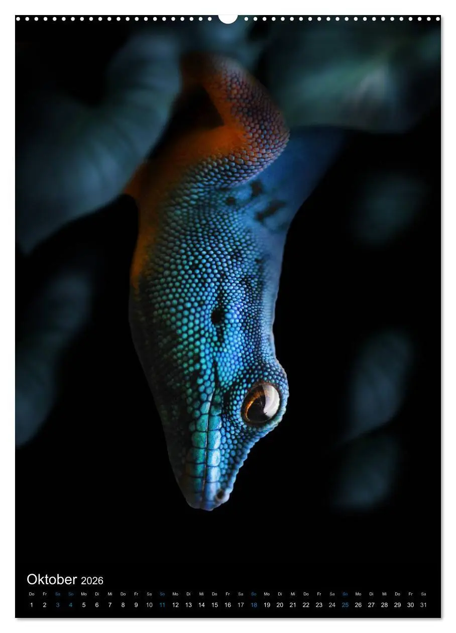 Bild: 9783516429190 | Auge in Auge mit coolen Typen - REPTILIEN (hochwertiger Premium...