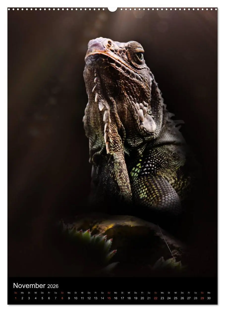 Bild: 9783516429190 | Auge in Auge mit coolen Typen - REPTILIEN (hochwertiger Premium...