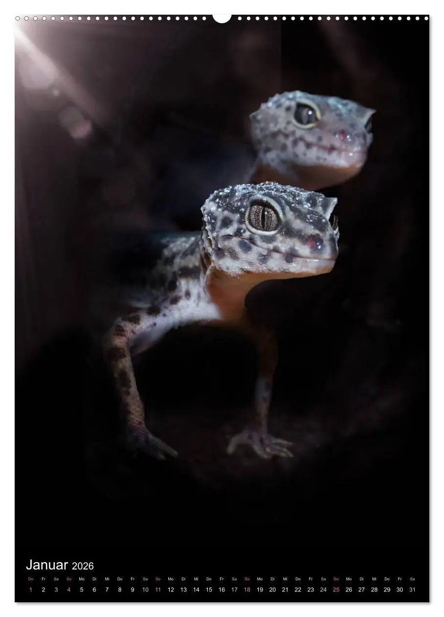 Bild: 9783516429190 | Auge in Auge mit coolen Typen - REPTILIEN (hochwertiger Premium...