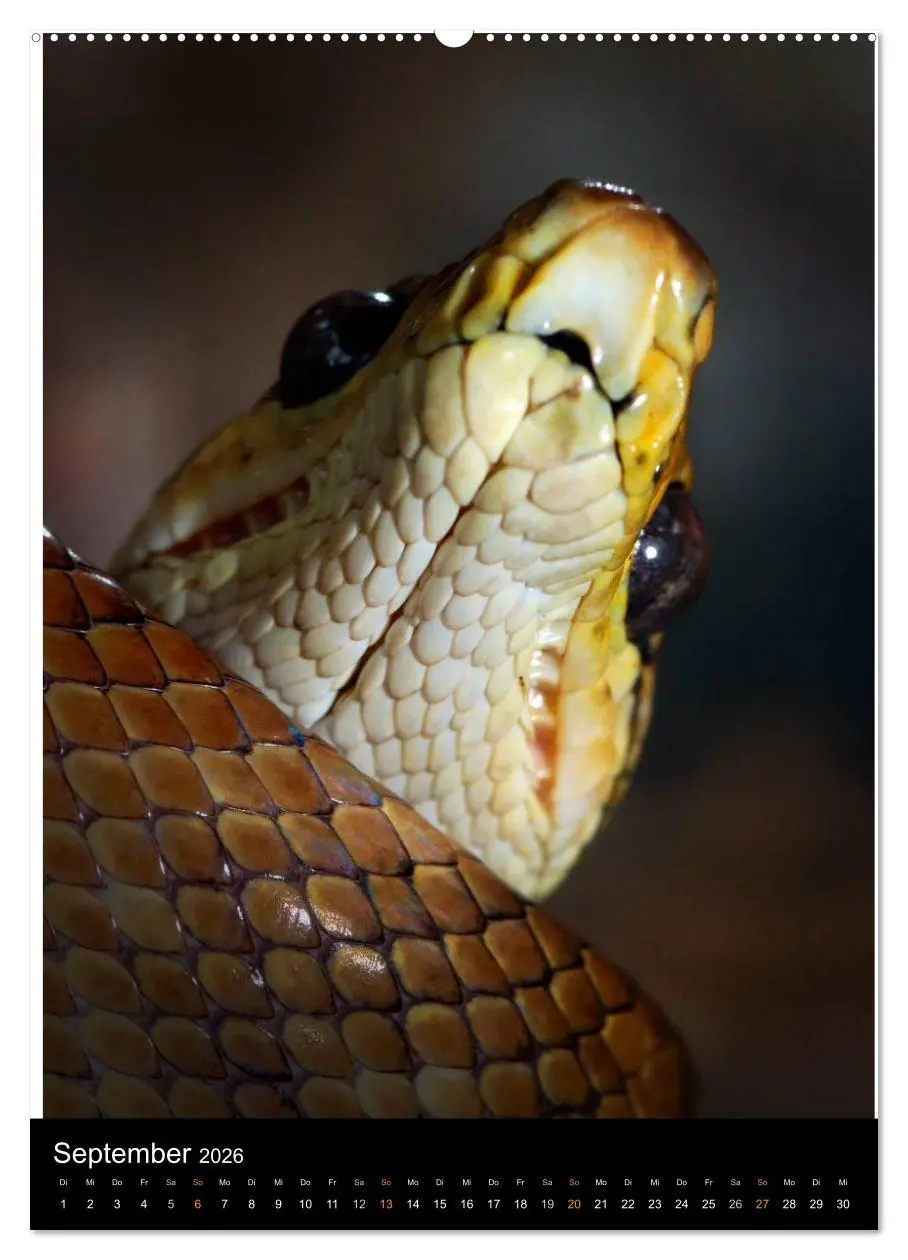 Bild: 9783516429190 | Auge in Auge mit coolen Typen - REPTILIEN (hochwertiger Premium...