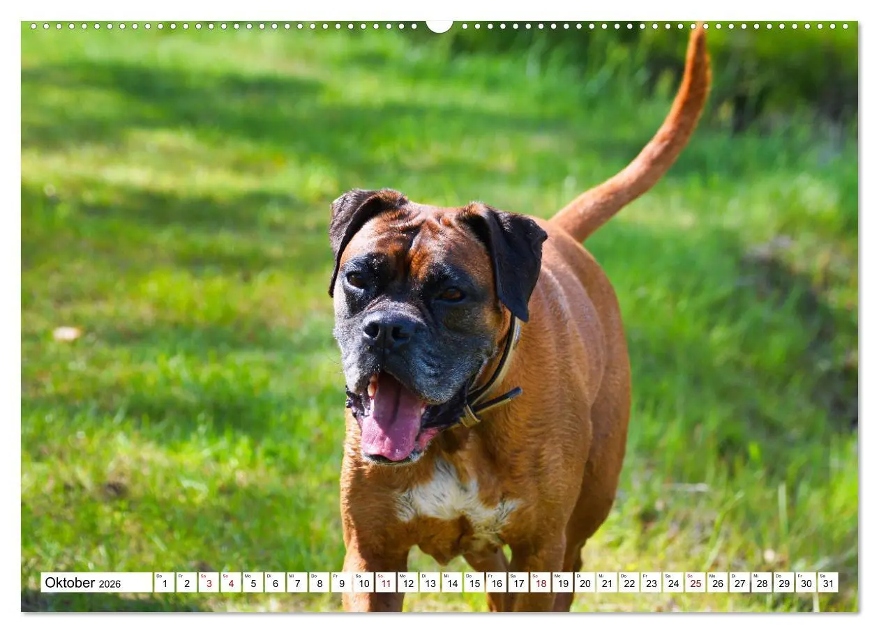 Bild: 9783457569290 | Muskelprotz Boxer (hochwertiger Premium Wandkalender 2026 DIN A2...