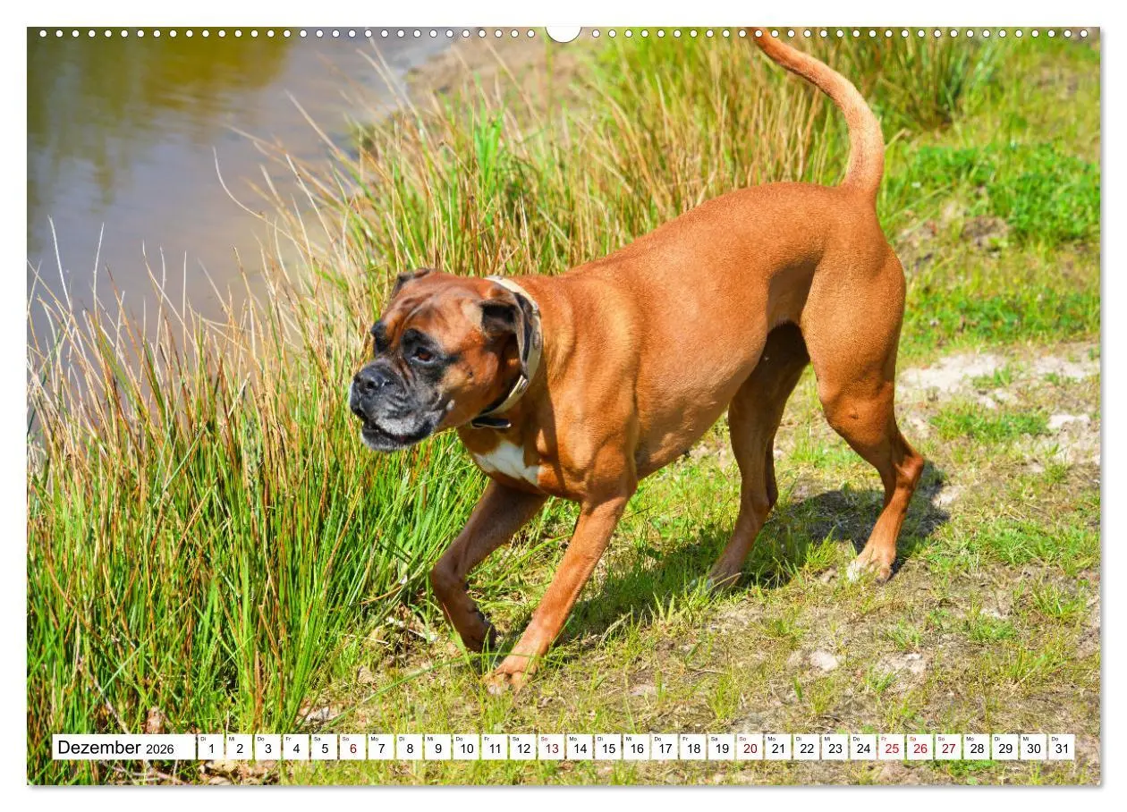 Bild: 9783457569290 | Muskelprotz Boxer (hochwertiger Premium Wandkalender 2026 DIN A2...