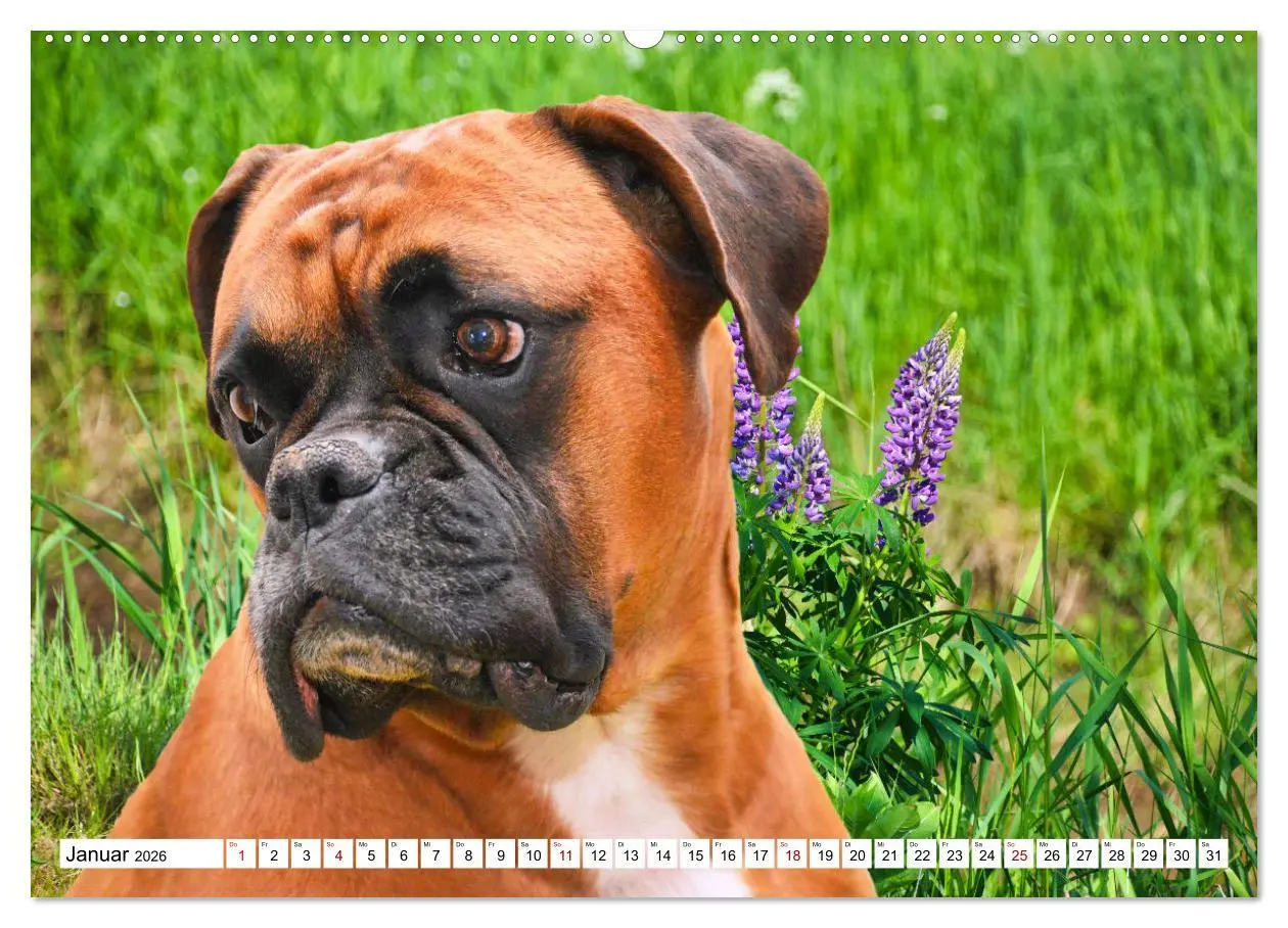 Bild: 9783457569290 | Muskelprotz Boxer (hochwertiger Premium Wandkalender 2026 DIN A2...