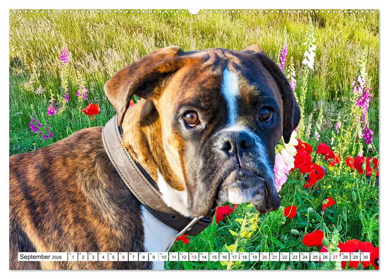 Bild: 9783457569290 | Muskelprotz Boxer (hochwertiger Premium Wandkalender 2026 DIN A2...