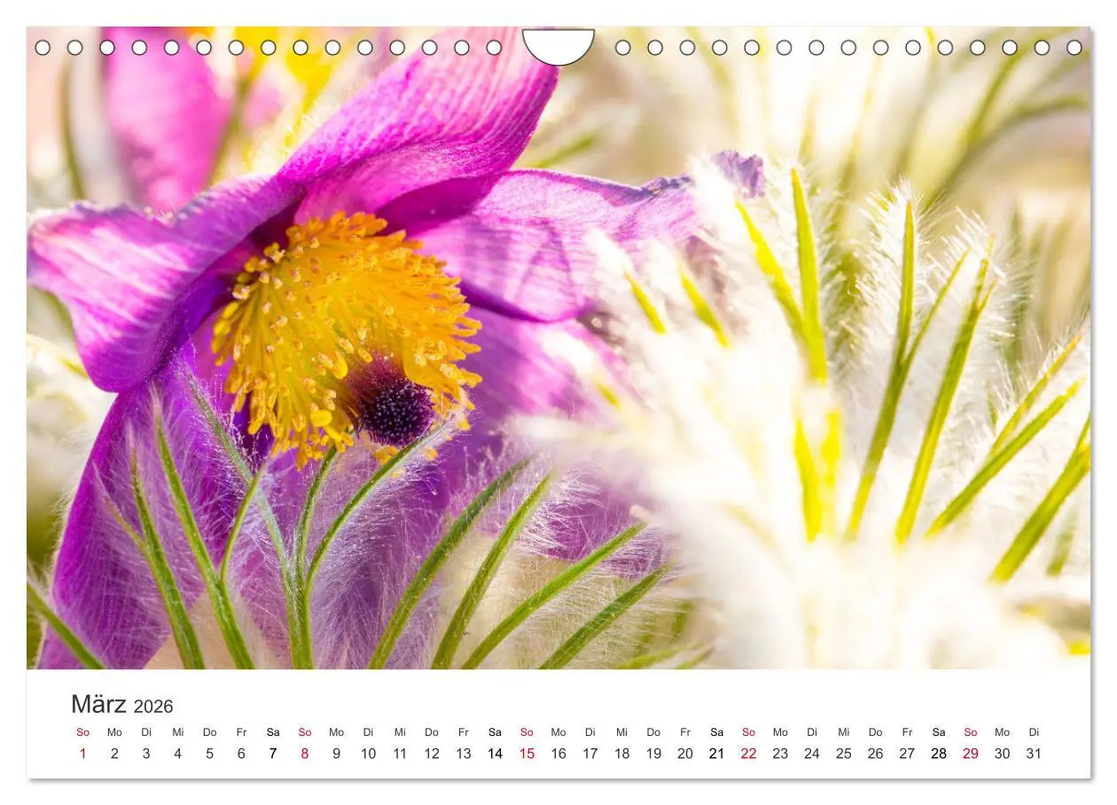 Bild: 9783457639290 | Faszination Natur - Bilder aus Mecklenburg-Vorpommern (Wandkalender...