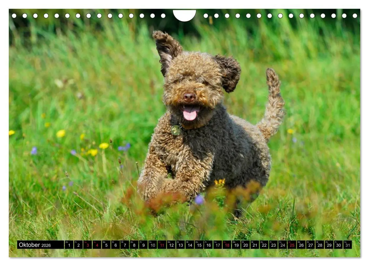 Bild: 9783516029390 | Lagotto Romagnolo - Italienischer Trüffelhund (Wandkalender 2026...