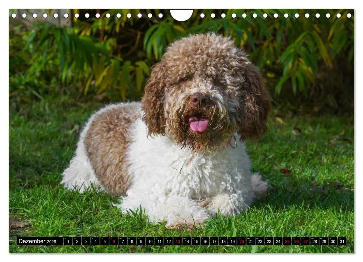 Bild: 9783516029390 | Lagotto Romagnolo - Italienischer Trüffelhund (Wandkalender 2026...