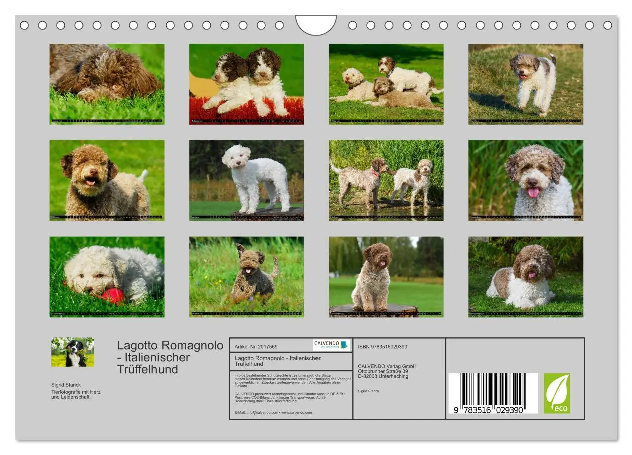 Bild: 9783516029390 | Lagotto Romagnolo - Italienischer Trüffelhund (Wandkalender 2026...
