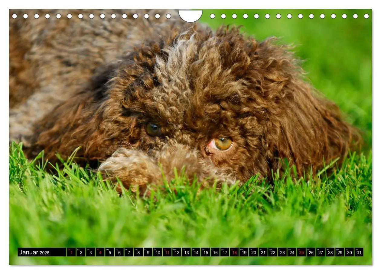 Bild: 9783516029390 | Lagotto Romagnolo - Italienischer Trüffelhund (Wandkalender 2026...