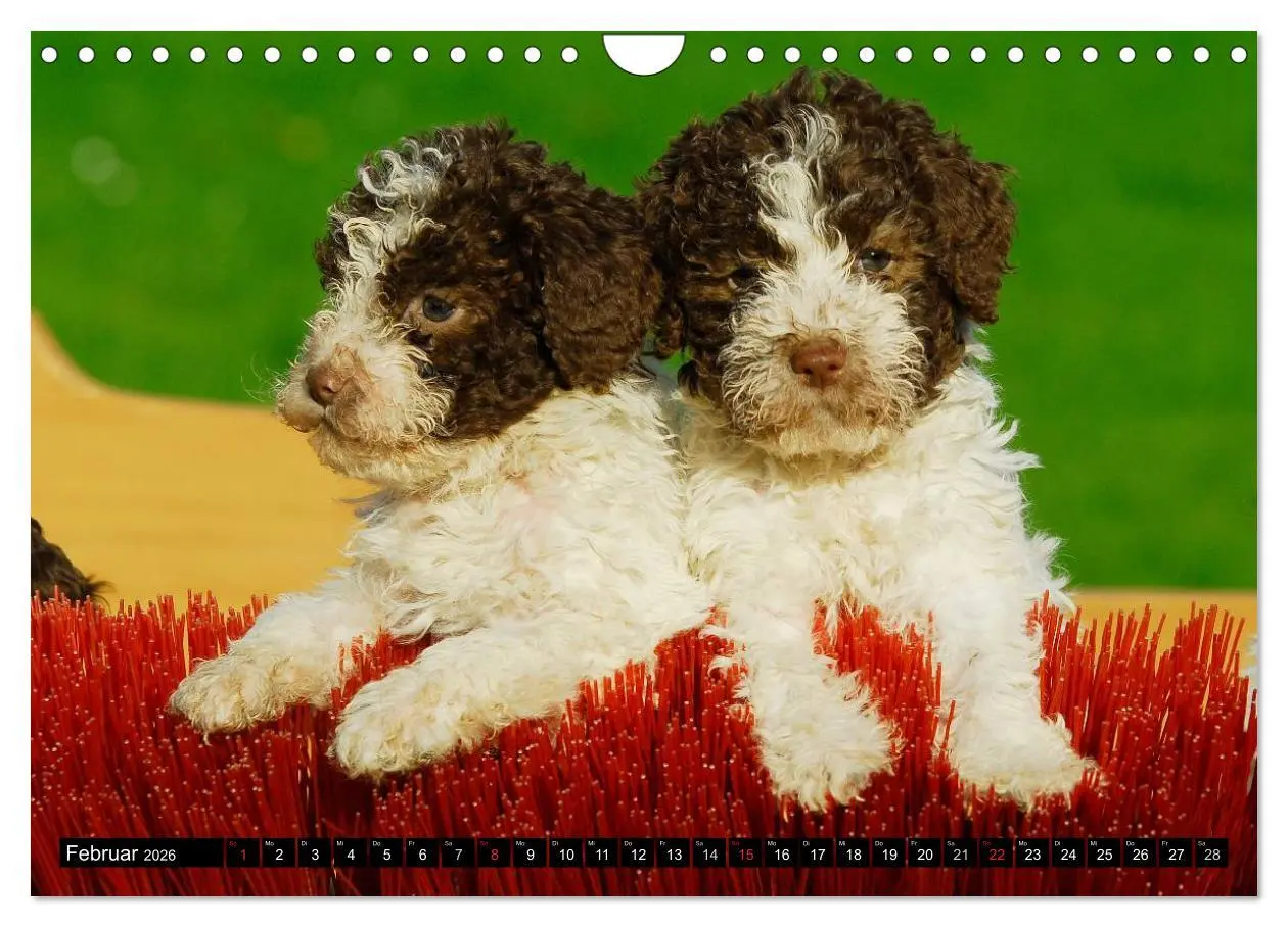 Bild: 9783516029390 | Lagotto Romagnolo - Italienischer Trüffelhund (Wandkalender 2026...