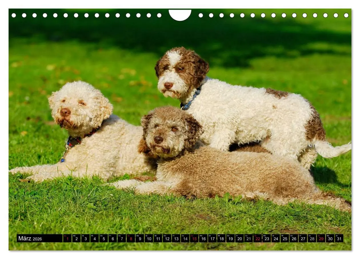 Bild: 9783516029390 | Lagotto Romagnolo - Italienischer Trüffelhund (Wandkalender 2026...