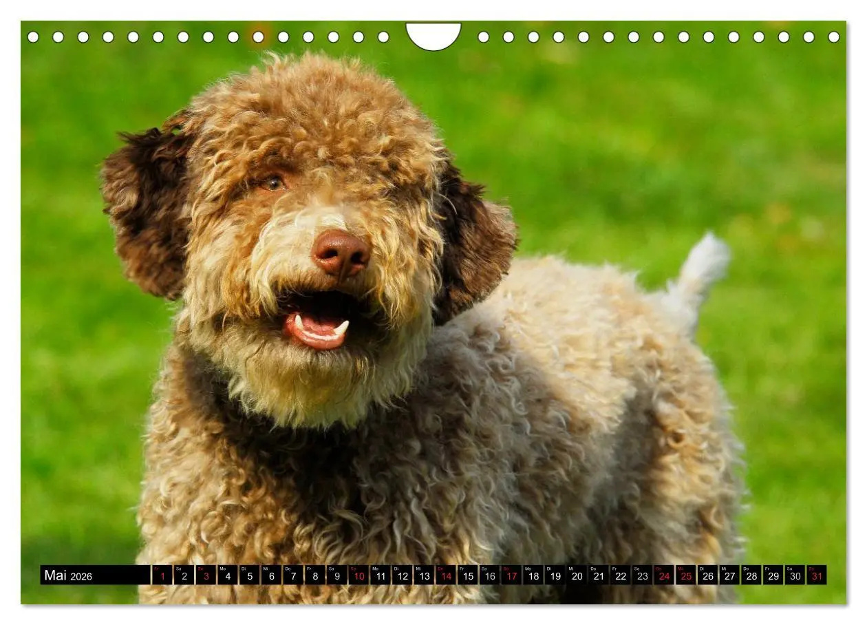 Bild: 9783516029390 | Lagotto Romagnolo - Italienischer Trüffelhund (Wandkalender 2026...
