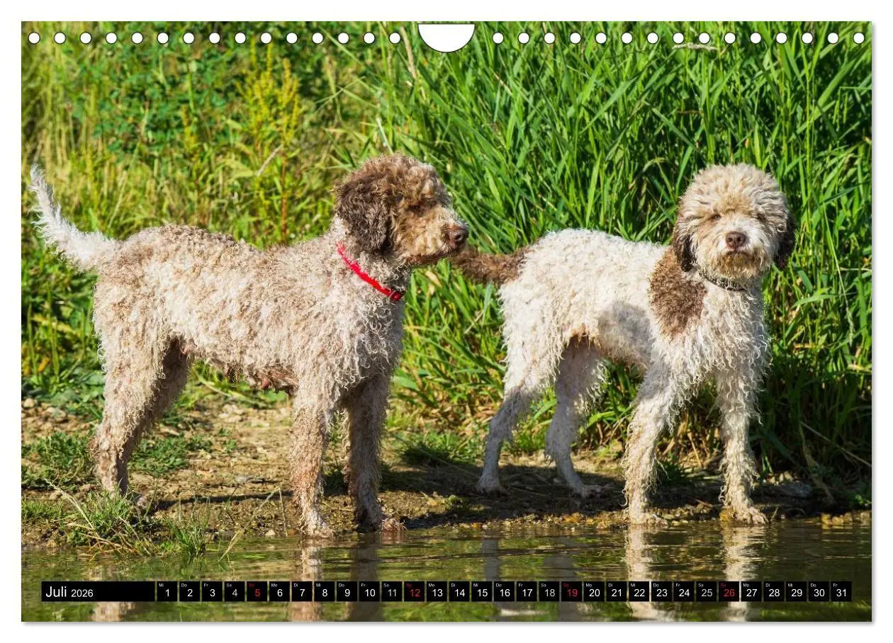 Bild: 9783516029390 | Lagotto Romagnolo - Italienischer Trüffelhund (Wandkalender 2026...