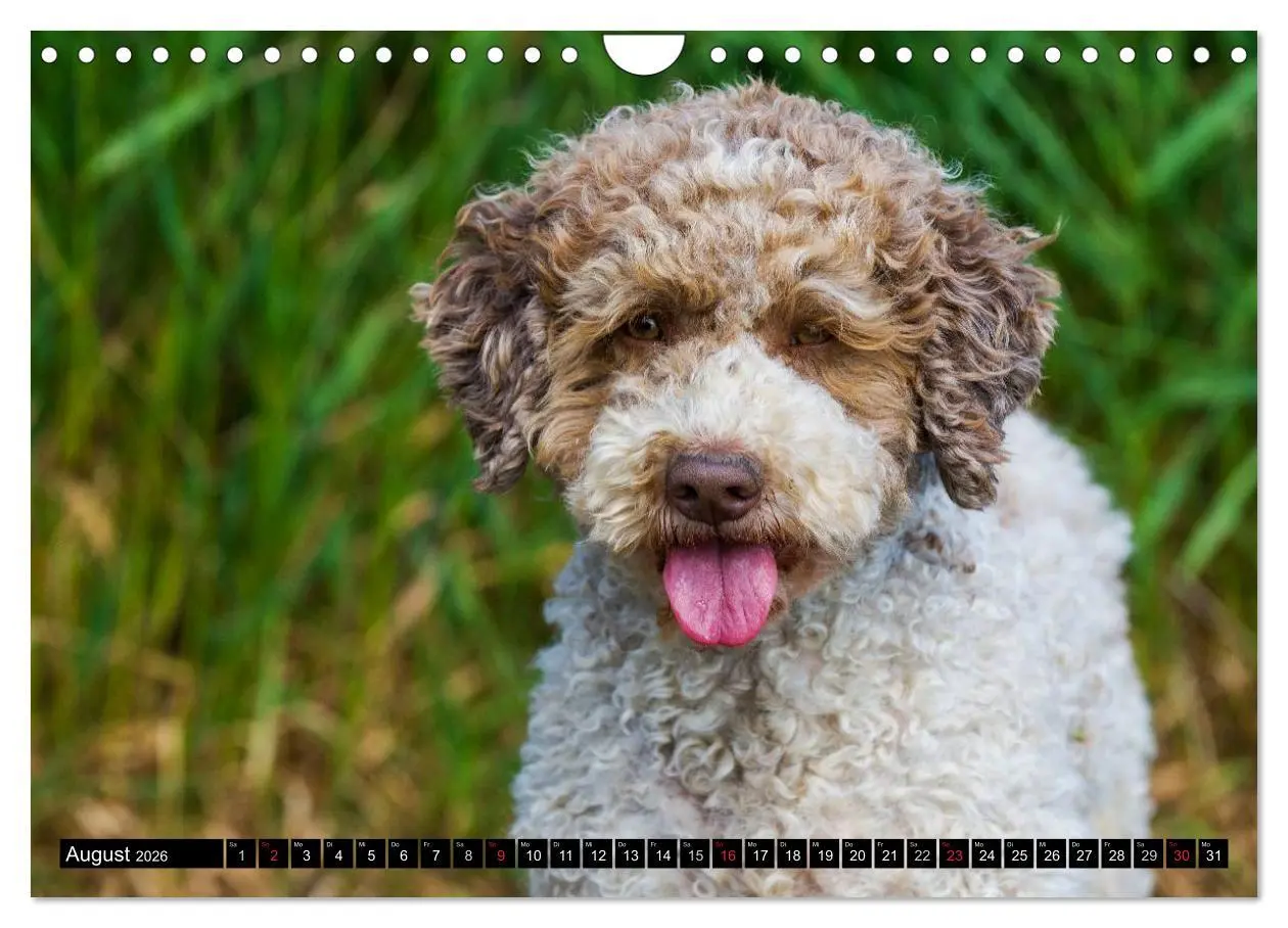 Bild: 9783516029390 | Lagotto Romagnolo - Italienischer Trüffelhund (Wandkalender 2026...