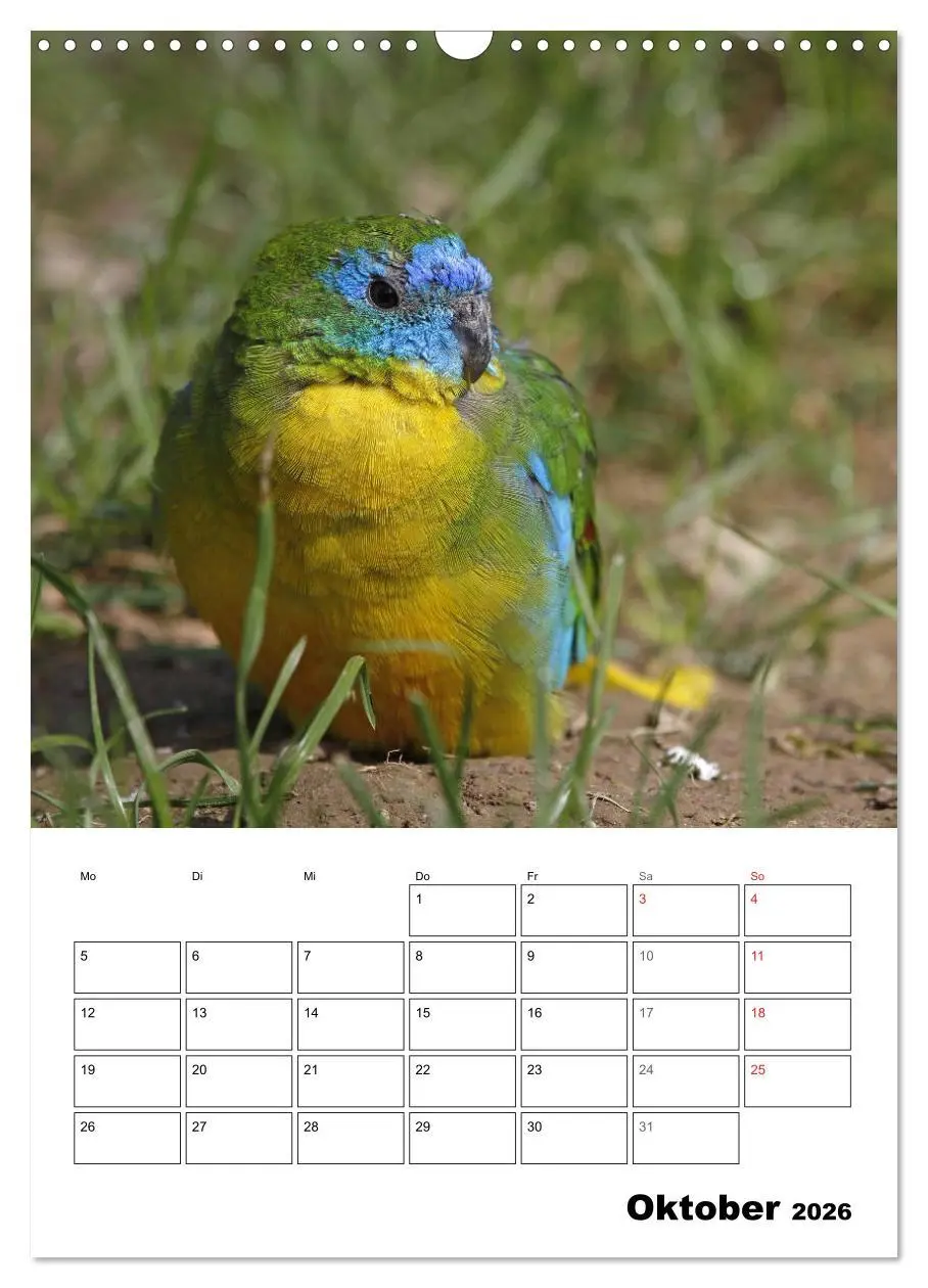 Bild: 9783516409390 | Papageien - Graupapagei, Rosella und Co. (Wandkalender 2026 DIN A3...