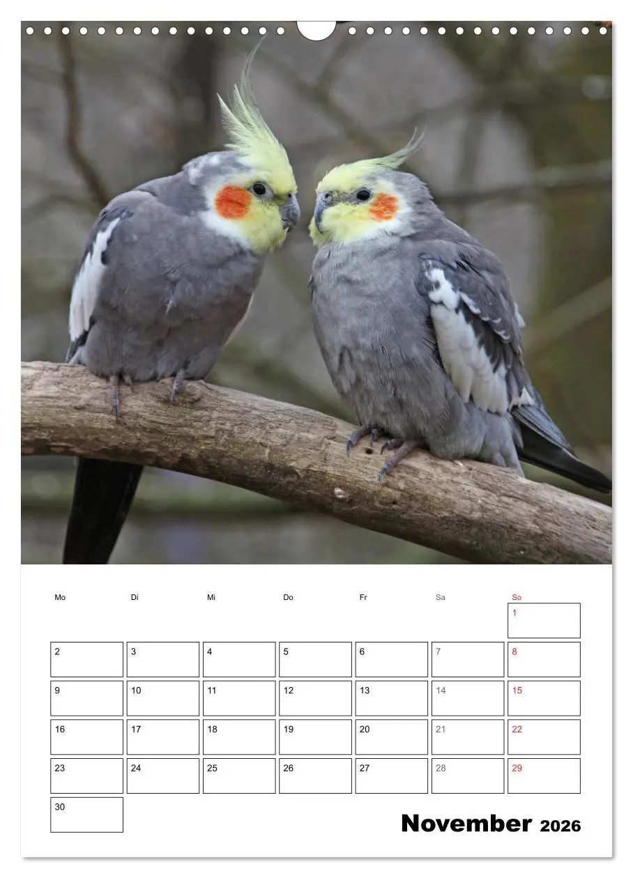 Bild: 9783516409390 | Papageien - Graupapagei, Rosella und Co. (Wandkalender 2026 DIN A3...