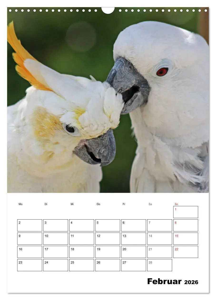 Bild: 9783516409390 | Papageien - Graupapagei, Rosella und Co. (Wandkalender 2026 DIN A3...