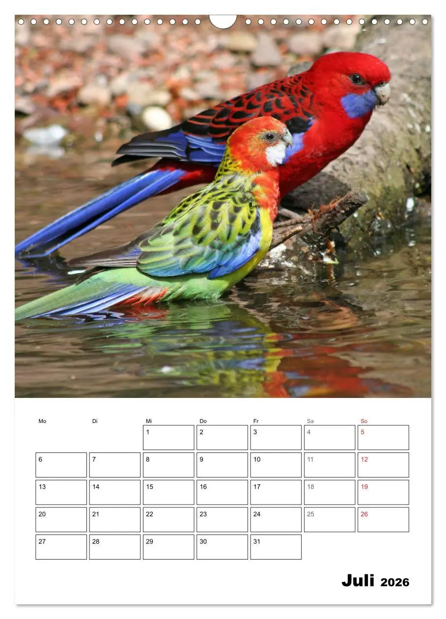Bild: 9783516409390 | Papageien - Graupapagei, Rosella und Co. (Wandkalender 2026 DIN A3...