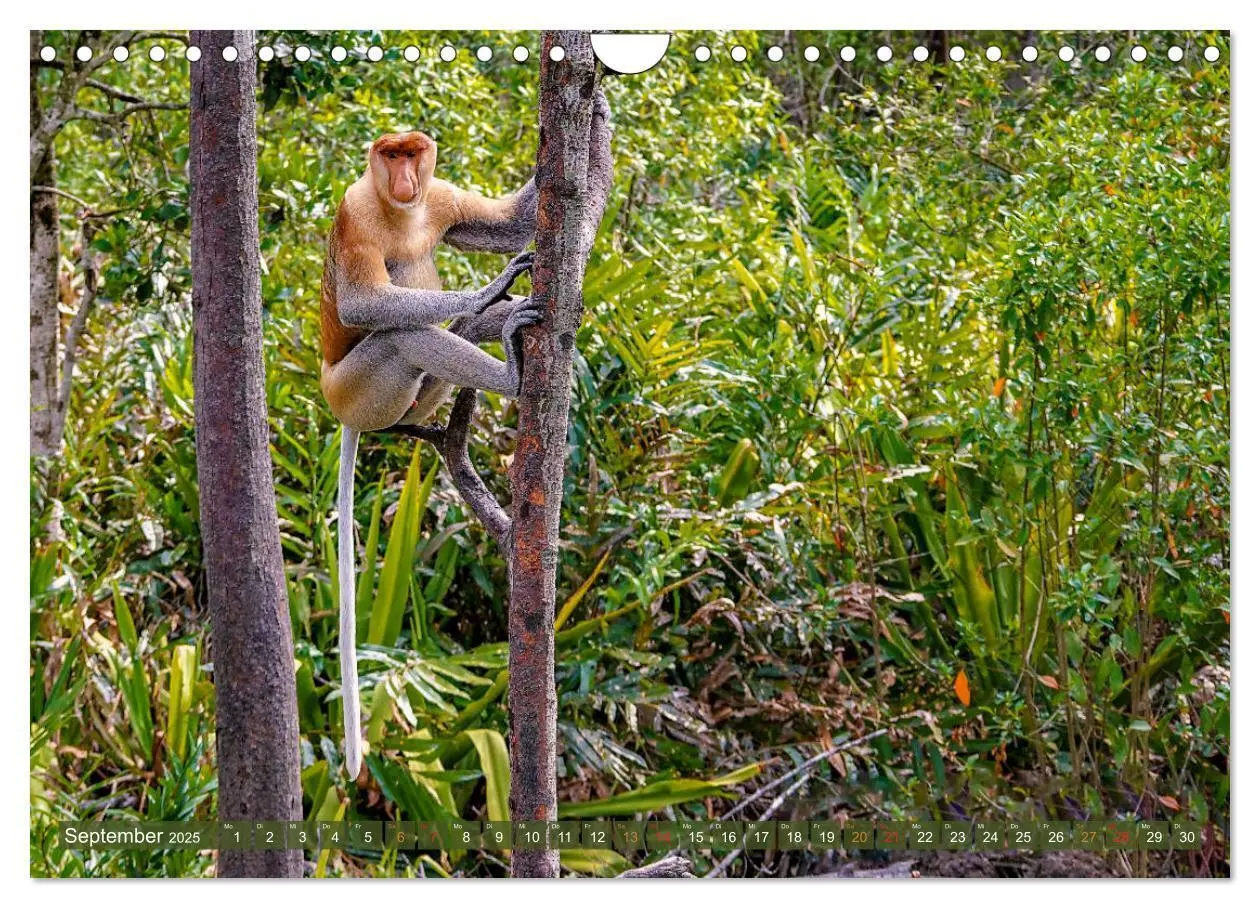 Bild: 9783435219490 | Nasenaffen von Borneo (Wandkalender 2025 DIN A4 quer), CALVENDO...