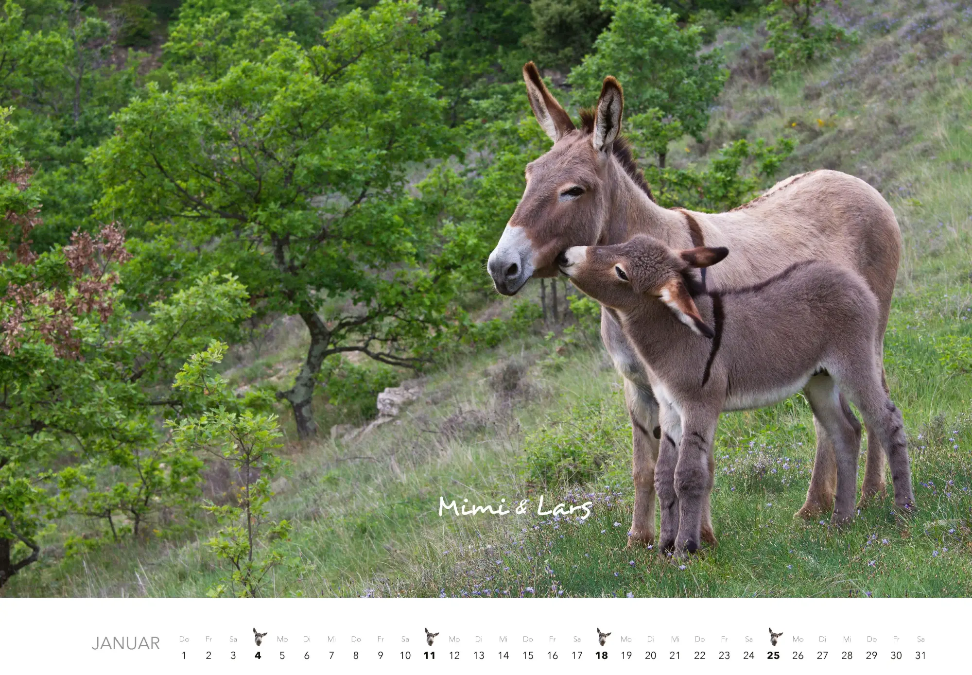 Bild: 9783966649490 | Esel Kalender 2026 | J. -L. Klein (u. a.) | Kalender | 14 S. | Deutsch