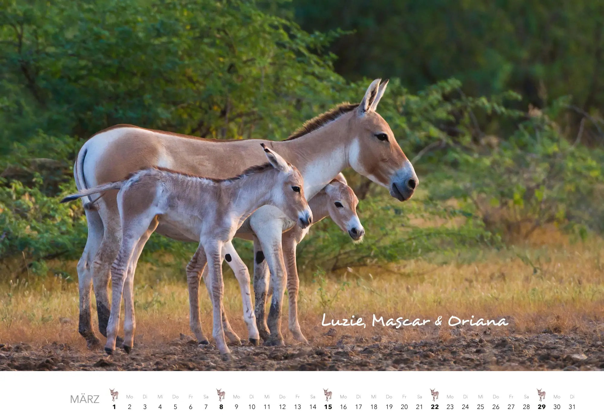 Bild: 9783966649490 | Esel Kalender 2026 | J. -L. Klein (u. a.) | Kalender | 14 S. | Deutsch