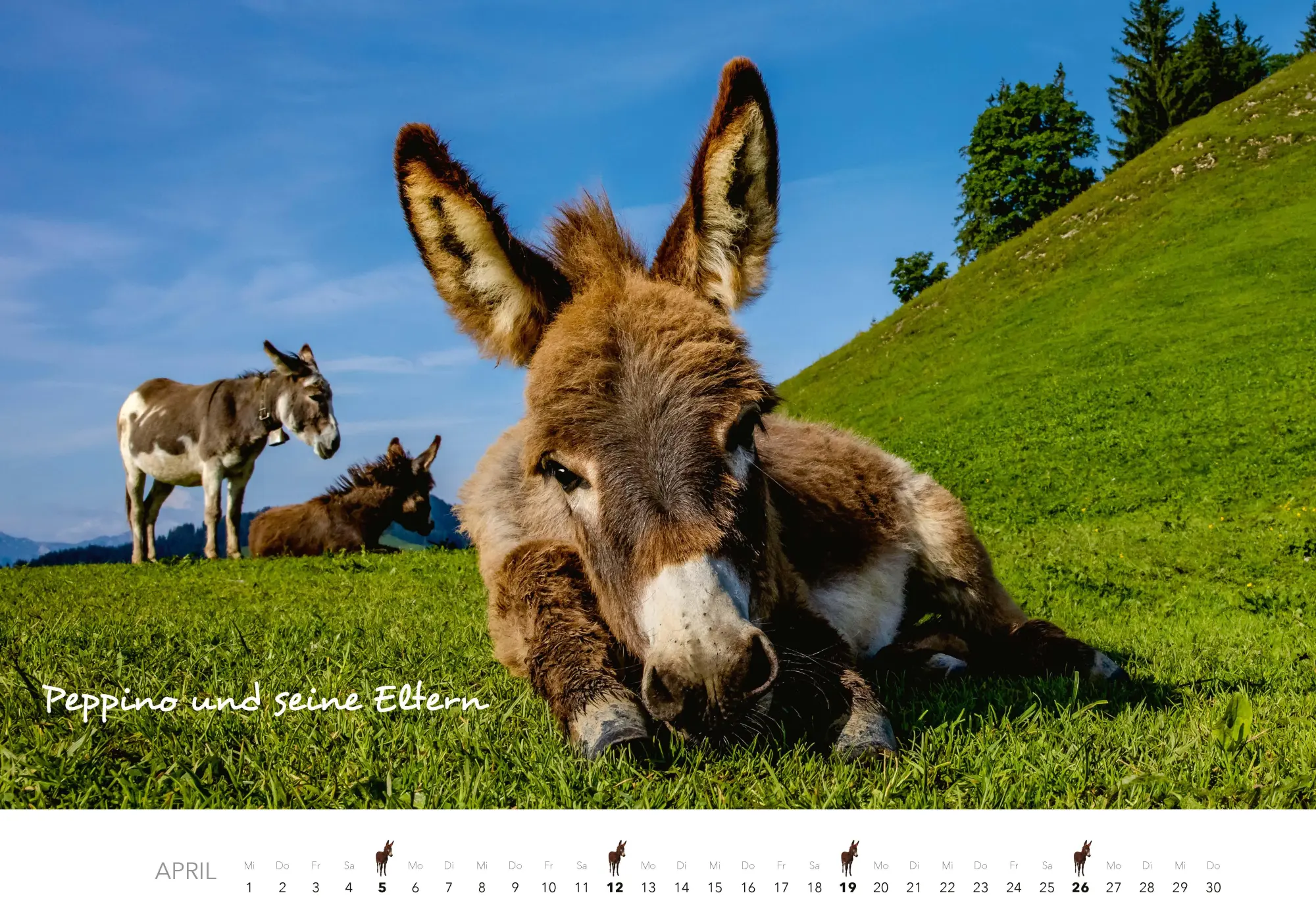 Bild: 9783966649490 | Esel Kalender 2026 | J. -L. Klein (u. a.) | Kalender | 14 S. | Deutsch