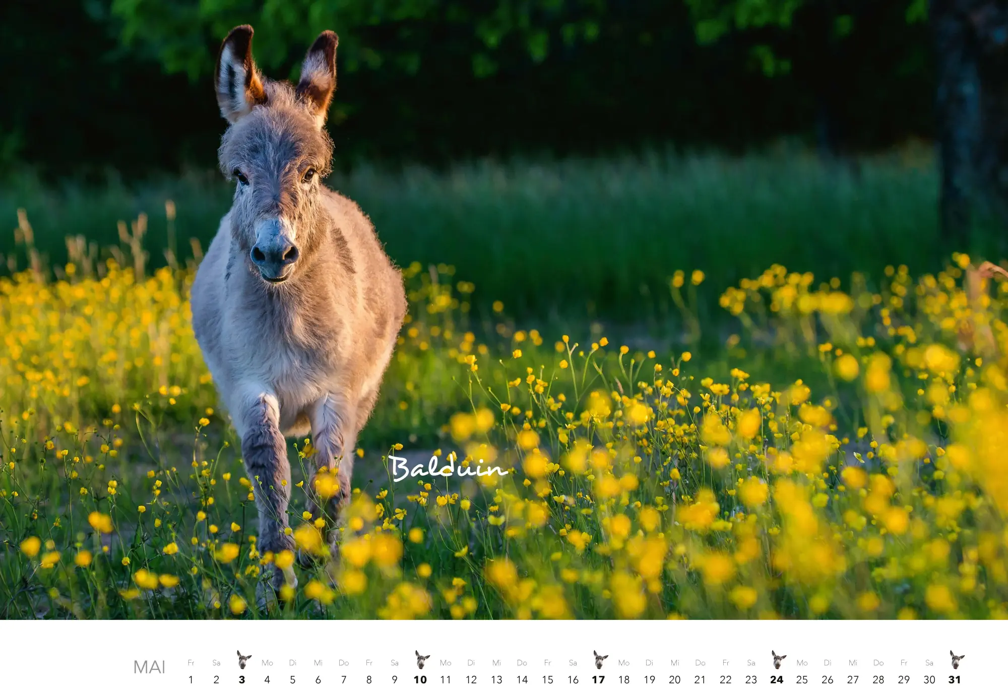 Bild: 9783966649490 | Esel Kalender 2026 | J. -L. Klein (u. a.) | Kalender | 14 S. | Deutsch